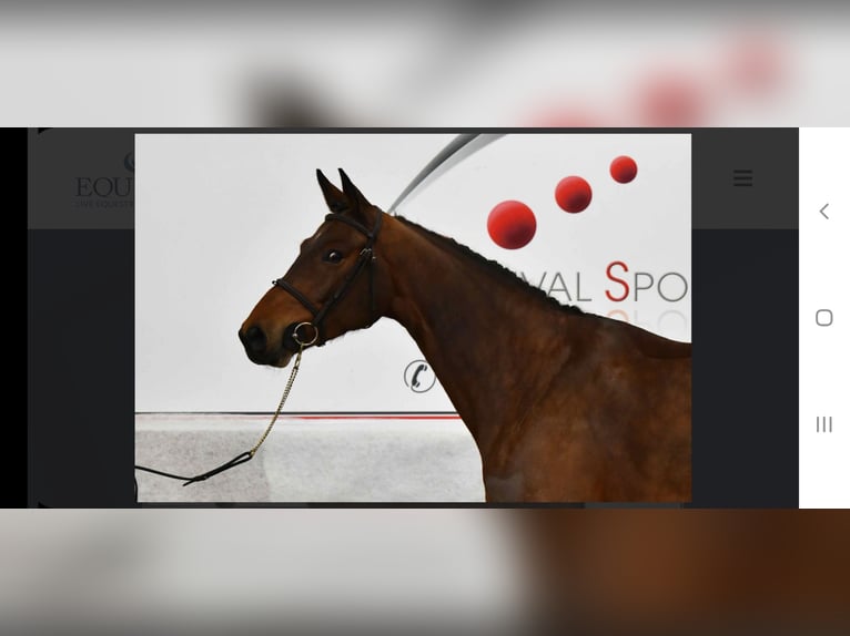 Belgisches Sportpferd Stute 8 Jahre Brauner in M&#xFC;nsingen