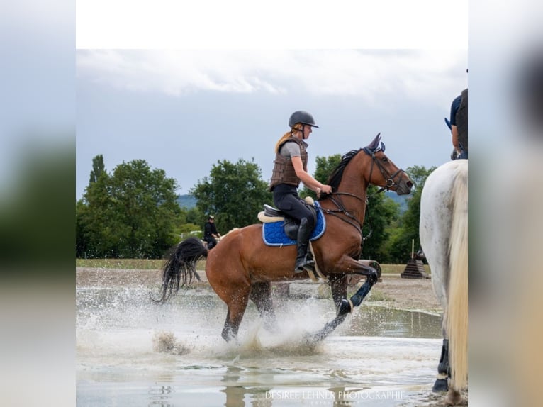 Belgisches Sportpferd Stute 8 Jahre Brauner in M&#xFC;nsingen