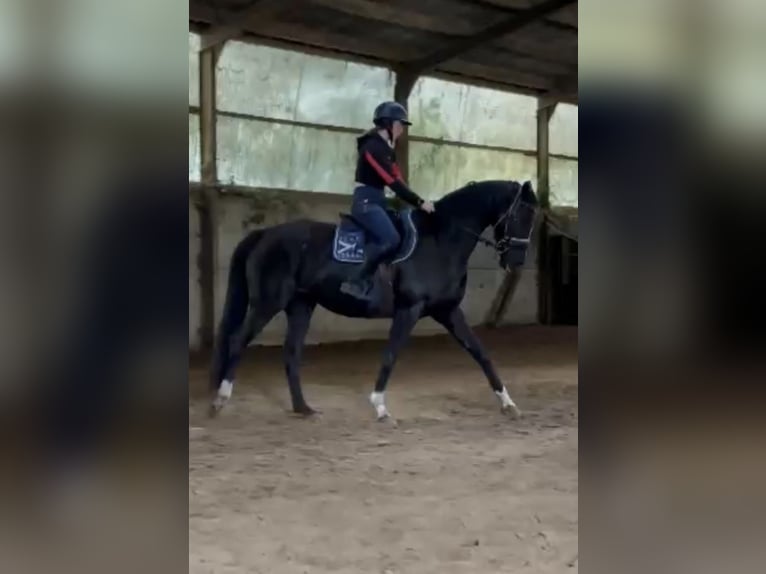 Belgisches Sportpferd Stute 9 Jahre 165 cm Rappe in Waasmunster