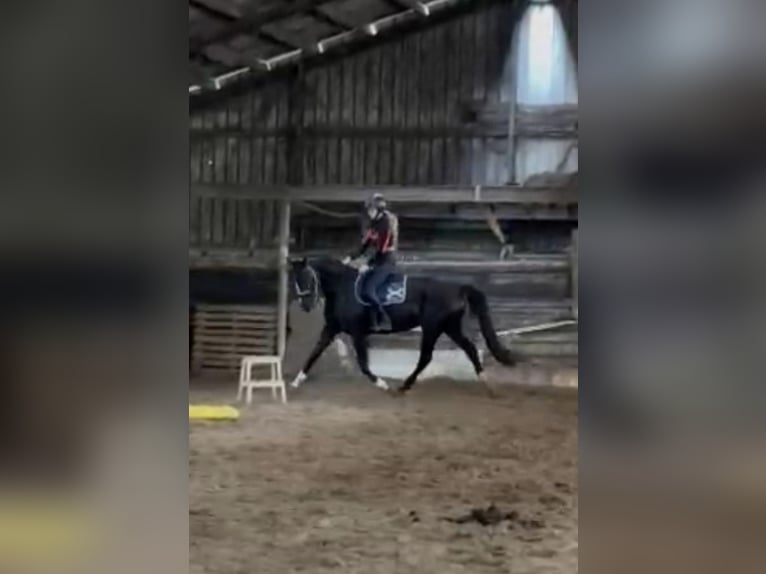 Belgisches Sportpferd Stute 9 Jahre 165 cm Rappe in Waasmunster