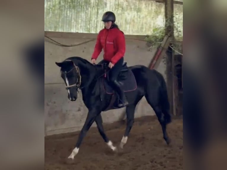 Belgisches Sportpferd Stute 9 Jahre 165 cm Rappe in Waasmunster