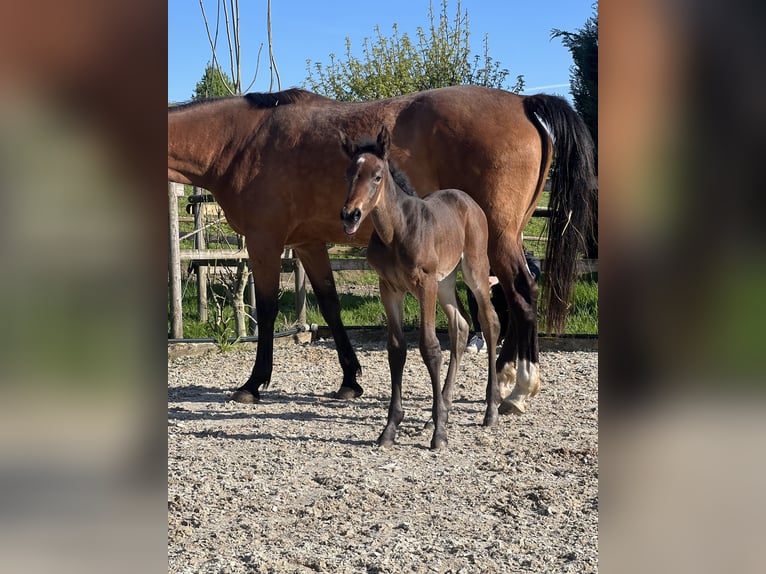 Belgisches Sportpferd Stute 9 Jahre 172 cm Brauner in Jengen