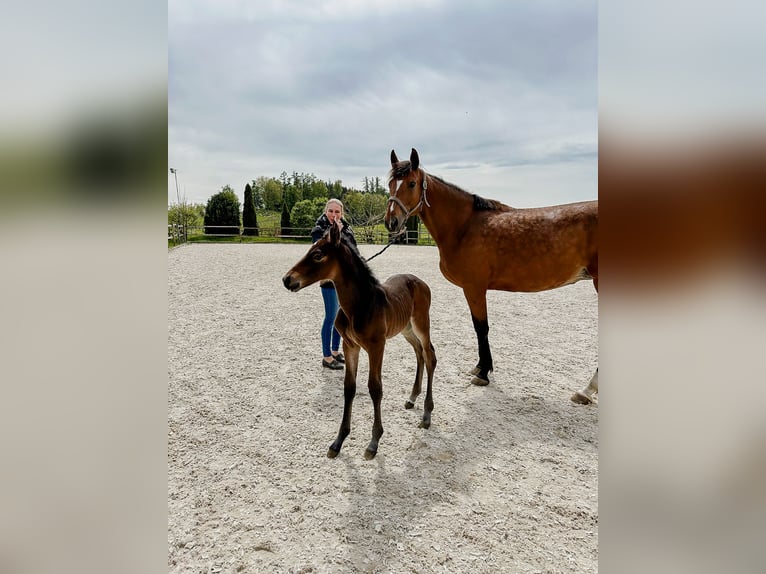 Belgisches Sportpferd Stute 9 Jahre 172 cm Brauner in Jengen