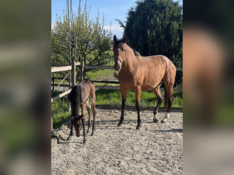 Belgisches Sportpferd Stute 9 Jahre 172 cm Brauner in Jengen