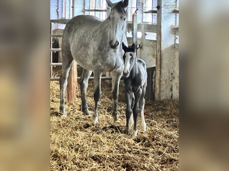 Belgisches Sportpferd Stute 9 Jahre 172 cm Schimmel in Gera