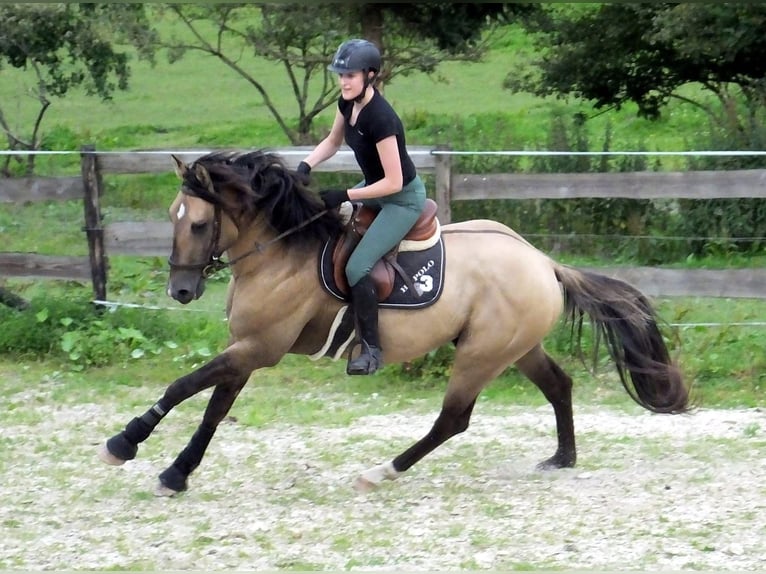 Belgisches Sportpferd Mix Stute Fohlen (07/2026) 156 cm Grullo in Bastogne