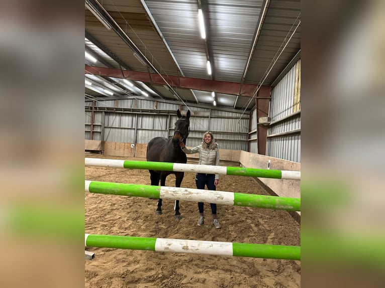 Belgisches Sportpferd Stute Fohlen (07/2025) 166 cm Palomino in Trier