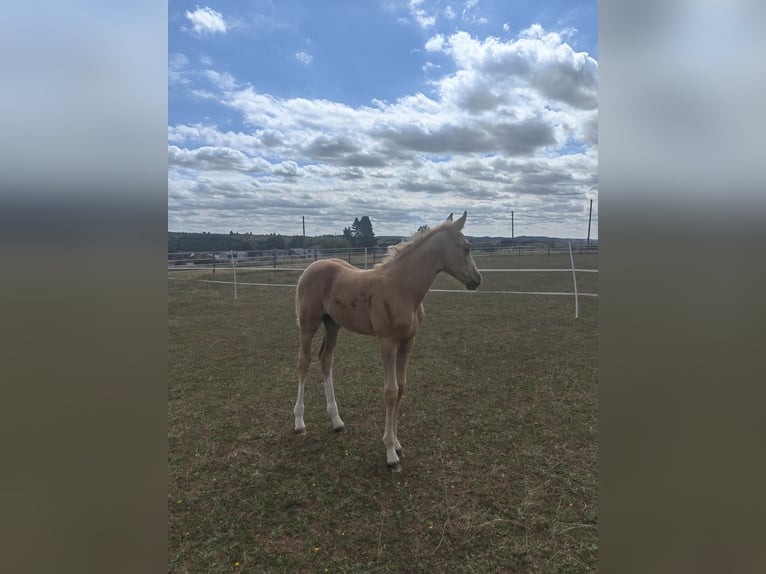 Belgisches Sportpferd Stute Fohlen (07/2025) 166 cm Palomino in Trier