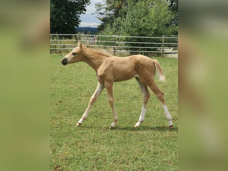 Belgisches Sportpferd Stute Fohlen (07/2025) 166 cm Palomino in Trier