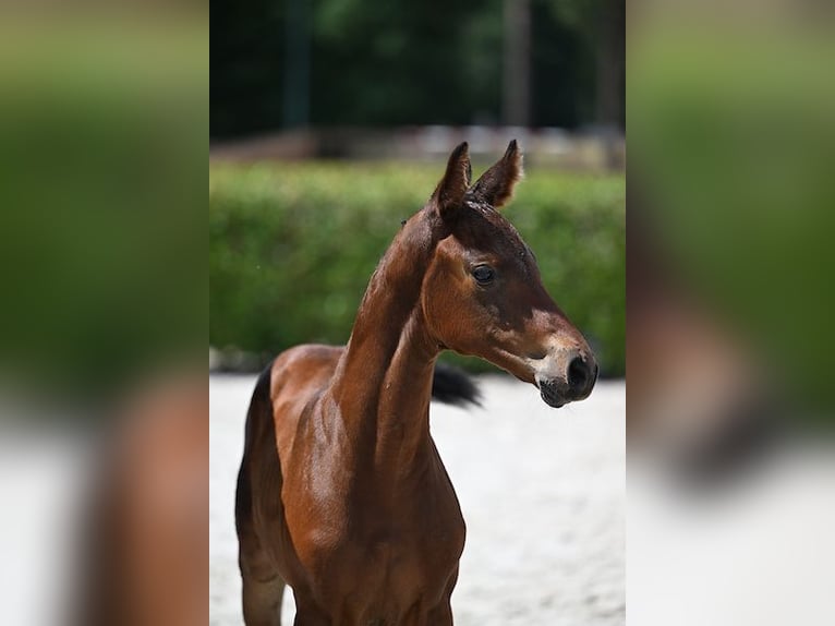 Belgisches Sportpferd Stute Fohlen (06/2025) Brauner in Walhorn