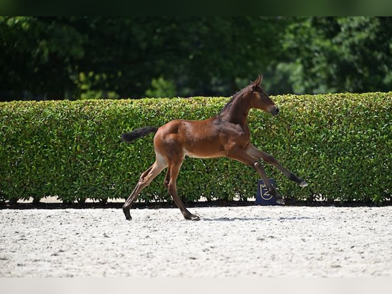 Belgisches Sportpferd Stute Fohlen (06/2025) Brauner in Walhorn