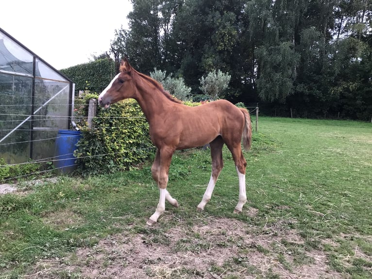 Belgisches Sportpferd Stute Fohlen (05/2025) Dunkelfuchs in CHARNEUX/ HERVE