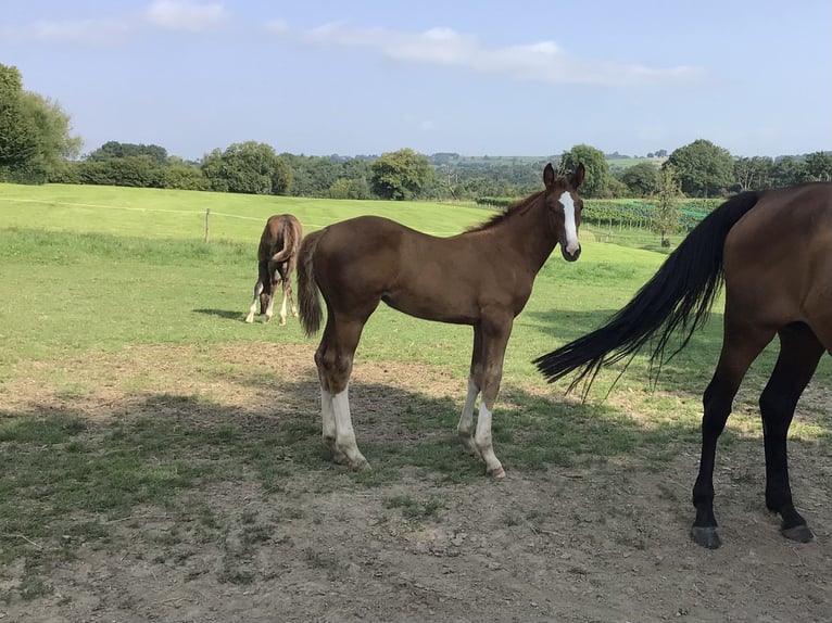 Belgisches Sportpferd Stute Fohlen (05/2025) Dunkelfuchs in CHARNEUX/ HERVE