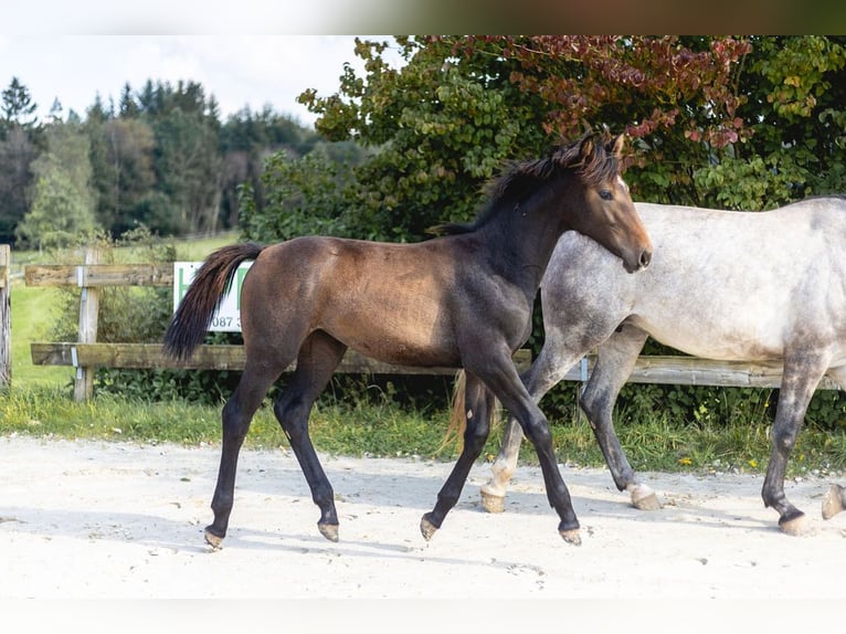 Belgisches Sportpferd Stute Fohlen (03/2024) Kann Schimmel werden in Vielsalm