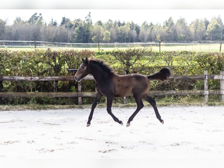 Belgisches Sportpferd Stute Fohlen (03/2024) Kann Schimmel werden in Vielsalm