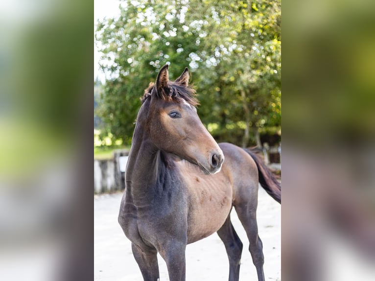 Belgisches Sportpferd Stute Fohlen (03/2024) Kann Schimmel werden in Vielsalm