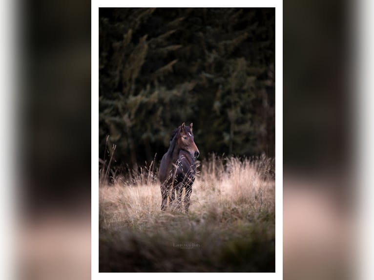 Belgisches Sportpferd Stute Fohlen (03/2024) Kann Schimmel werden in Vielsalm