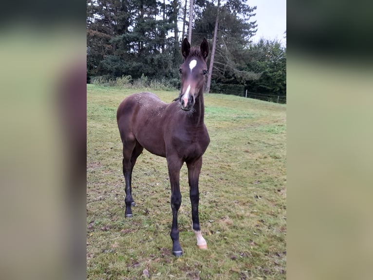 Belgisches Sportpferd Stute Fohlen (06/2024) Schwarzbrauner in Charneux