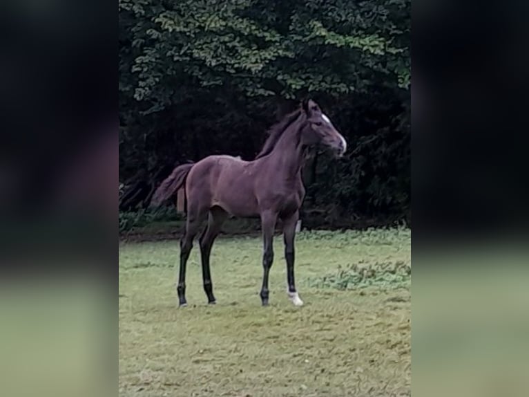 Belgisches Sportpferd Stute Fohlen (06/2024) Schwarzbrauner in Charneux