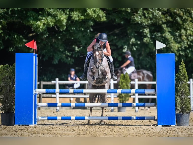 Belgisches Sportpferd Wallach 10 Jahre 149 cm Blauschimmel in Tuggen