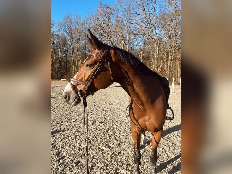 Belgisches Sportpferd Wallach 10 Jahre 163 cm Brauner in Chartres