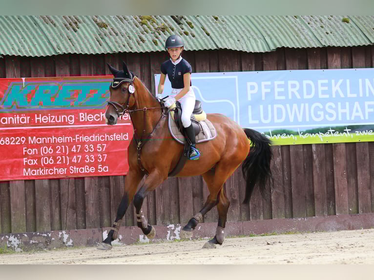 Belgisches Sportpferd Wallach 10 Jahre 170 cm Brauner in Frankfurt am Main