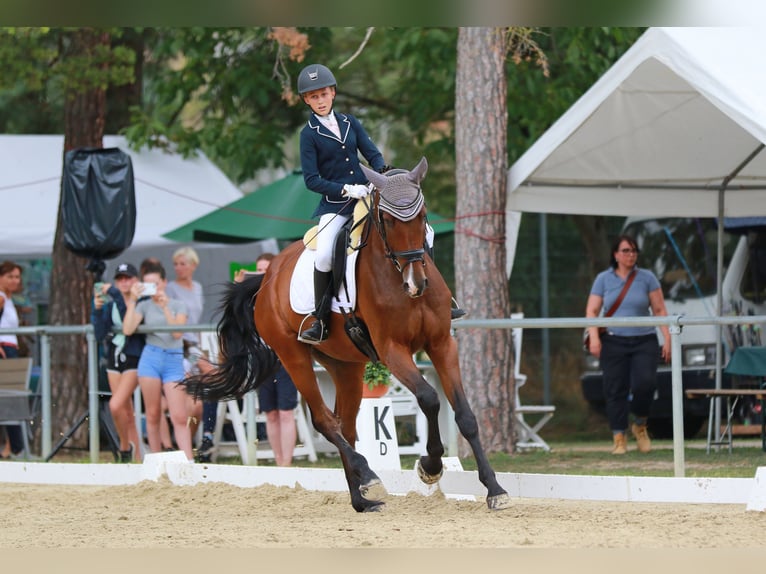 Belgisches Sportpferd Wallach 10 Jahre 170 cm Brauner in Frankfurt am Main