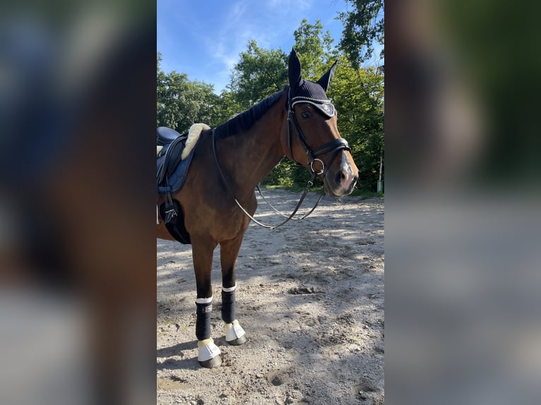 Belgisches Sportpferd Wallach 10 Jahre 170 cm Brauner in Frankfurt am Main
