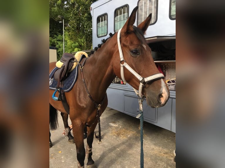 Belgisches Sportpferd Wallach 10 Jahre 170 cm Brauner in Frankfurt am Main