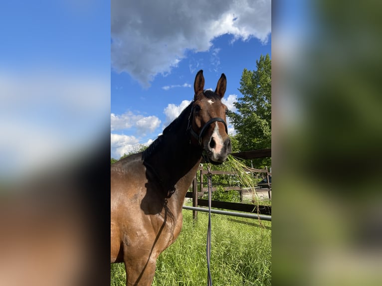 Belgisches Sportpferd Wallach 10 Jahre 170 cm Brauner in Frankfurt am Main