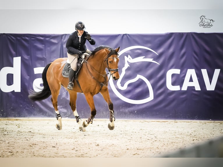 Belgisches Sportpferd Wallach 10 Jahre 173 cm Brauner in Skwierzyna