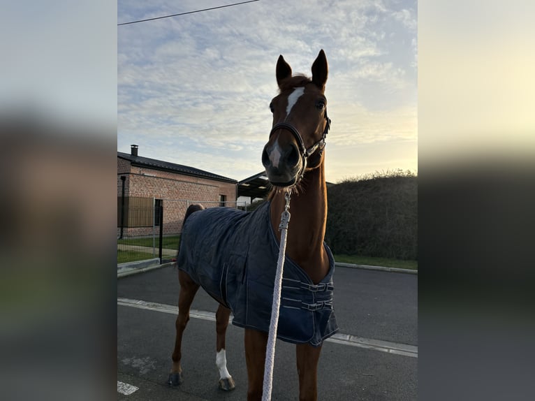 Belgisches Sportpferd Wallach 10 Jahre 175 cm Fuchs in Fleurbaix