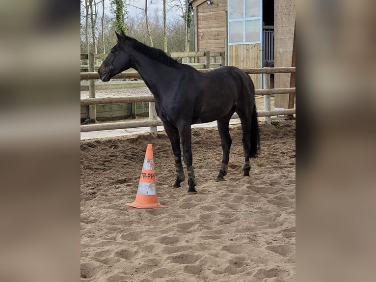 Belgisches Sportpferd Wallach 10 Jahre 175 cm Schwarzbrauner in Roquebrune-sur-Argens