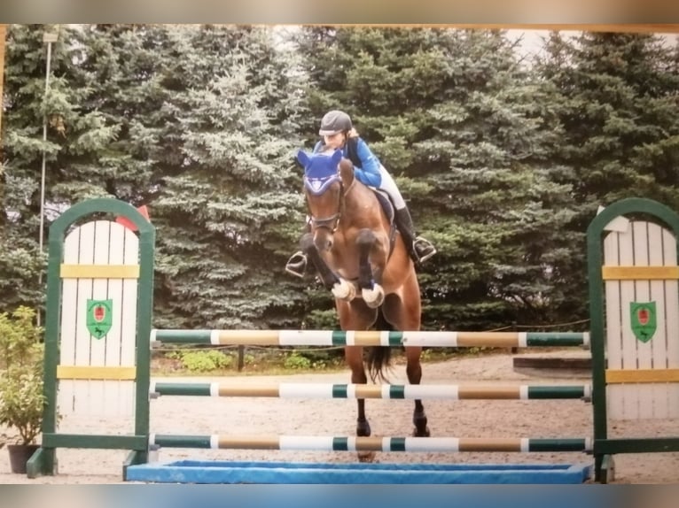 Belgisches Sportpferd Wallach 10 Jahre 178 cm Dunkelbrauner in Düren