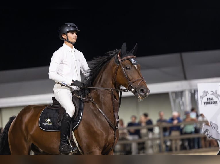 Belgisches Sportpferd Wallach 10 Jahre Brauner in Oosteeklo