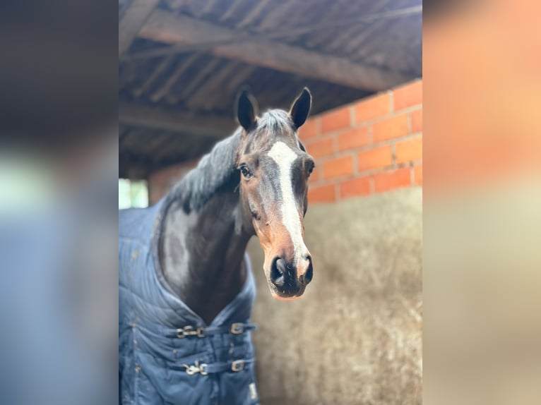 Belgisches Sportpferd Wallach 10 Jahre in Oosteeklo