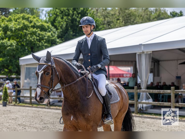 Belgisches Sportpferd Wallach 10 Jahre in Oosteeklo