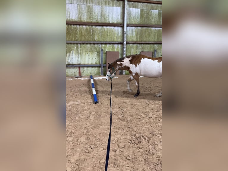 Belgisches Sportpferd Wallach 11 Jahre 152 cm Schecke in Küsel