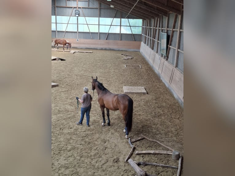 Belgisches Sportpferd Wallach 11 Jahre 165 cm Brauner in Niederhelfenschwil