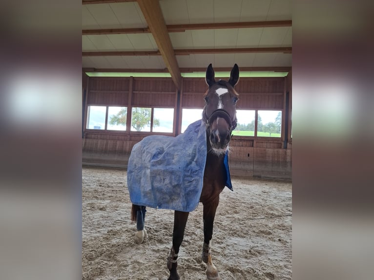 Belgisches Sportpferd Wallach 11 Jahre 165 cm Brauner in Niederhelfenschwil
