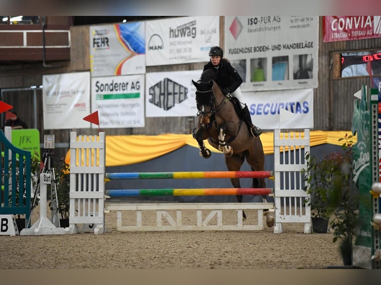 Belgisches Sportpferd Wallach 11 Jahre 165 cm Brauner in Niederhelfenschwil