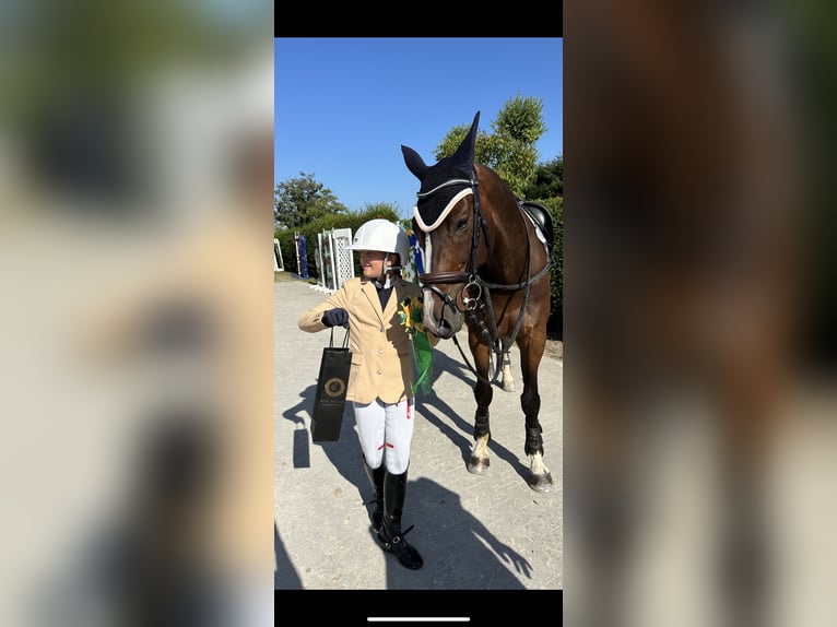 Belgisches Sportpferd Wallach 11 Jahre 165 cm Brauner in Schutterwald