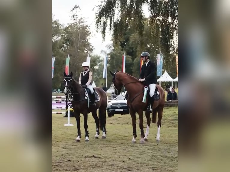 Belgisches Sportpferd Wallach 11 Jahre 165 cm Brauner in Schutterwald
