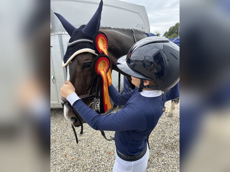 Belgisches Sportpferd Wallach 11 Jahre 165 cm Brauner in Schutterwald