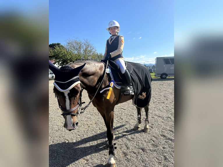 Belgisches Sportpferd Wallach 11 Jahre 165 cm Brauner in Schutterwald