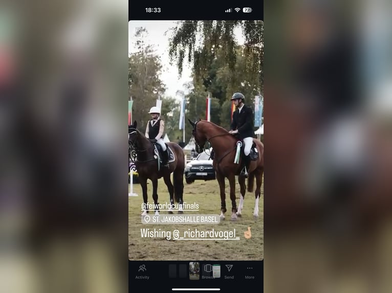 Belgisches Sportpferd Wallach 11 Jahre 168 cm Brauner in Ohlsbach