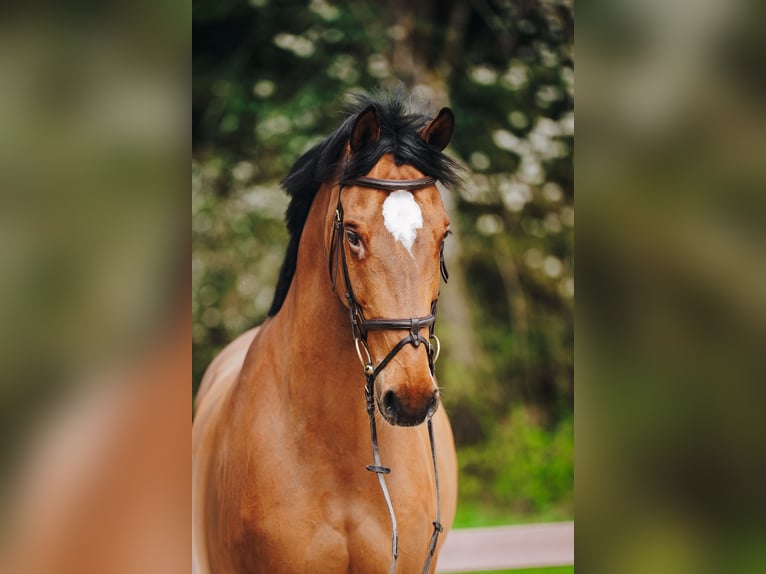 Belgisches Sportpferd Wallach 11 Jahre 172 cm Brauner in Holzhäusern