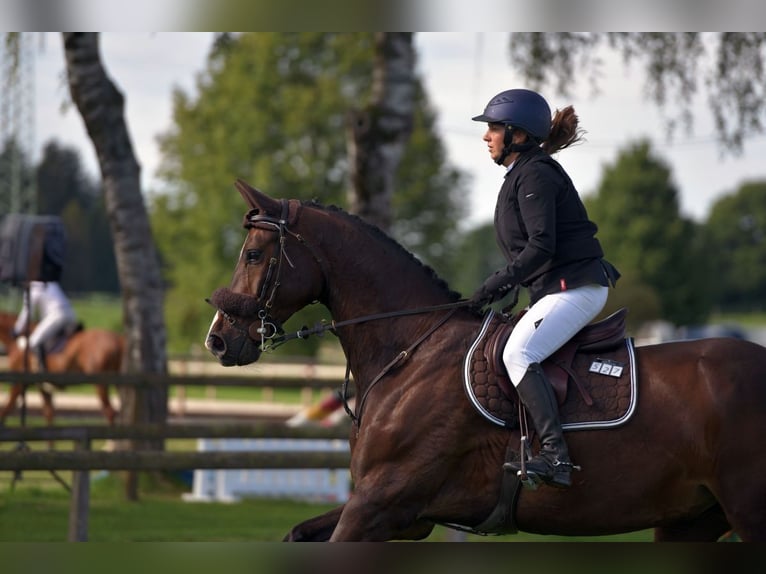 Belgisches Sportpferd Wallach 11 Jahre 172 cm Schwarzbrauner in Waakirchen