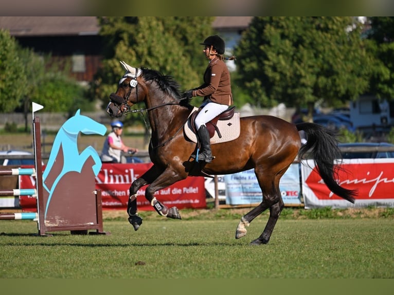 Belgisches Sportpferd Wallach 11 Jahre 172 cm Schwarzbrauner in Waakirchen