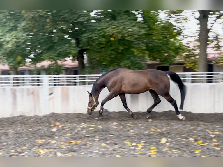 Belgisches Sportpferd Wallach 11 Jahre 172 cm Schwarzbrauner in Waakirchen